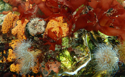 <i class='fa fa-user'></i>&nbsp;A. Soeting&nbsp;|  Onderwater landschap&nbsp; <i class='fa fa-eye'>&nbsp;108</i> &nbsp;<i class='fa fa-thumbs-up'>&nbsp;8</i> &nbsp; <i class='fa fa-comment-o'>&nbsp;7</i>
