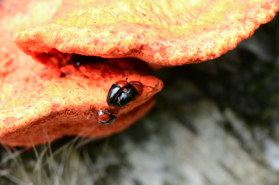 <i class='fa fa-user'></i>&nbsp;Bert Veerman&nbsp;|  Neomida haemorrhoidalis&nbsp; <i class='fa fa-eye'>&nbsp;86</i> &nbsp;<i class='fa fa-thumbs-up'>&nbsp;1</i> &nbsp; <i class='fa fa-comment-o'>&nbsp;3</i>