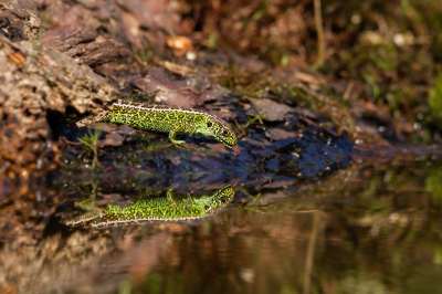 Deze foto van een drinkende Zandhagedis waarop je mooi de uitgestoken tong kunt zien wilde ik toch nog graag hier l;aten zien. Dat is dan meteen de laatste uit de serie die ik hier upload. maar het speciale aan deze vind ik toch wel de uitgestoken tong.