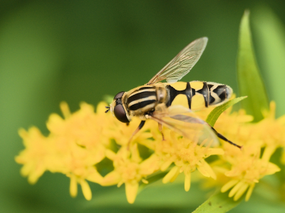 Deze pendelvlieg zat tussen de honingbijen in een tuin in de buurt.