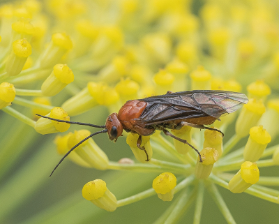 <i class='fa fa-user'></i>&nbsp;Tim Oord&nbsp;|  Hemichroa australis&nbsp; <i class='fa fa-eye'>&nbsp;66</i> &nbsp;<i class='fa fa-thumbs-up'>&nbsp;2</i> &nbsp; <i class='fa fa-comment-o'>&nbsp;1</i>
