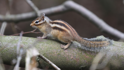 <i class='fa fa-user'></i>&nbsp;Gerard Visser&nbsp;|  Siberische Grondeekhoorn&nbsp; <i class='fa fa-eye'>&nbsp;124</i> &nbsp;<i class='fa fa-thumbs-up'>&nbsp;10</i> &nbsp; <i class='fa fa-comment-o'>&nbsp;13</i>