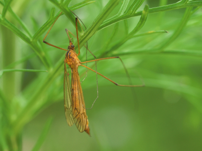 Het insect hing tussen wat planten en was wat moeilijk te bereiken. Omdat hij niet snel weg vloog lukte het toch om een paar foto's te maken.