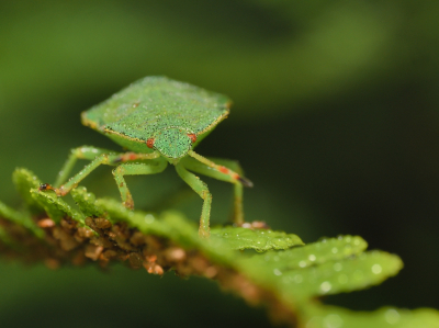 Vroeg op pad om te proberen libellen te fotograferen. Helaas geen gevonden.Wel deze schildwants, helemaal onder de dauwdruppels. Hij zat wat verborgen, maar ik kon er net bij om een frontale foto te maken.