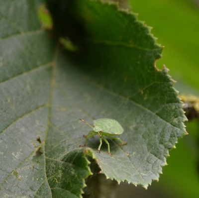 <i class='fa fa-user'></i>&nbsp;vun&nbsp;|  Groene Schildwants&nbsp; <i class='fa fa-eye'>&nbsp;60</i> &nbsp; <i class='fa fa-comment-o'>&nbsp;1</i>