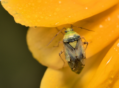 De wants zat op een zonnebloem, nog kletsnat van de ochtend dauw. Hij liep wat heen en weer maar was toch aardig te fotograferen