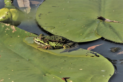 <i class='fa fa-user'></i>&nbsp;frbeuming&nbsp;|  Groene Kikker sp.&nbsp; <i class='fa fa-eye'>&nbsp;69</i> &nbsp; <i class='fa fa-comment-o'>&nbsp;1</i>