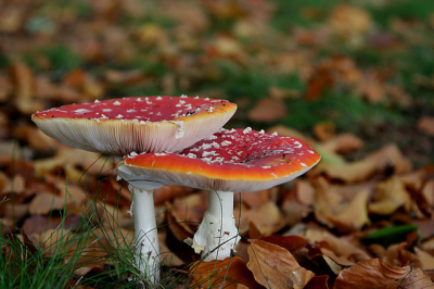 een heel aantal zwammen op landgoed de Horten bij Dalfsen