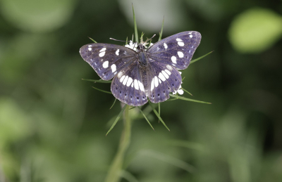 <i class='fa fa-user'></i>&nbsp;momo&nbsp;|  Blauwe IJsvogelvlinder&nbsp; <i class='fa fa-eye'>&nbsp;128</i> &nbsp;<i class='fa fa-thumbs-up'>&nbsp;3</i> &nbsp; <i class='fa fa-comment-o'>&nbsp;1</i>