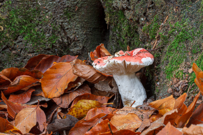 <i class='fa fa-user'></i>&nbsp;Henk Bouter&nbsp;|  Russula sp.&nbsp; <i class='fa fa-eye'>&nbsp;72</i> &nbsp; <i class='fa fa-comment-o'>&nbsp;2</i>