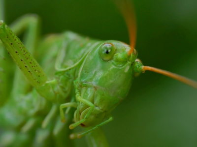 Toen hij de camera dichterbij zag komen, kroop de sprinkhaan wat verder weg tussen de bladeren van de varen, zodat ik alleen zijn kop nog kon zien. Laowa lens op 1:1 gezet en dit portret gemaakt. Zoals altijd, uit de hand.