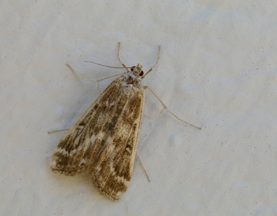 <i class='fa fa-user'></i>&nbsp;Robert Rodenburg&nbsp;|  Krabbenscheermot&nbsp; <i class='fa fa-eye'>&nbsp;45</i> &nbsp;<i class='fa fa-thumbs-up'>&nbsp;1</i> &nbsp; <i class='fa fa-comment-o'>&nbsp;1</i>