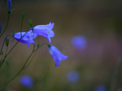 Vandaag eens wat anders geprobeerd: grasklokjes. Liggen op mijn buik in het nog natte gras. In de bewerking geexperimenteerd met licht en donker. Deze releatief donkere foto, waarvan alleen de bloemen wat lichter zijn gebleven, beviel me het meest. Bewust op f/2.8 gefotografeerd om niet teveel scherp te hebben.