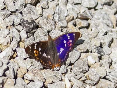 Tijdens het schoonmaken met de hogedrukspuit van het terras kwam deze vlinder even meegenieten van de vochtige atmosfeer die was onstaan. Niet verwonderlijk na enkele weken van droogte. Op het looppad kon ik hem fotograferen met de blauwe weerschijn waaraan hij z'n naam dankt. Heerlijk moment!