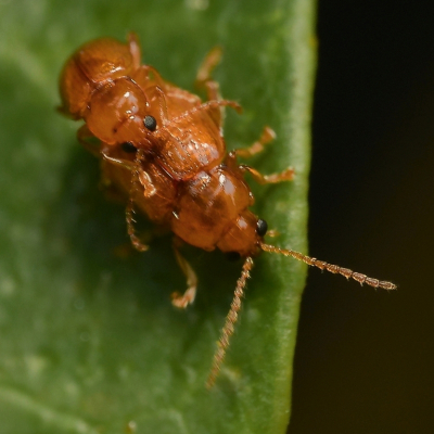 Pas toen ik de foto in de camera bekeek zag ik dat het twee kevertjes waren. Ze worden 4-5 mm groot. Ik vond ze op een blaadje in mijn tuin.