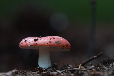 <i class='fa fa-user'></i>&nbsp;nelappelmelk&nbsp;|  Russula sp.&nbsp; <i class='fa fa-eye'>&nbsp;77</i> &nbsp;<i class='fa fa-thumbs-up'>&nbsp;2</i> &nbsp; <i class='fa fa-comment-o'>&nbsp;3</i>