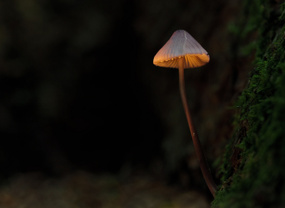 <i class='fa fa-user'></i>&nbsp;Jurgen Maassen&nbsp;|  Mycena sp.&nbsp; <i class='fa fa-eye'>&nbsp;111</i> &nbsp;<i class='fa fa-thumbs-up'>&nbsp;4</i> &nbsp; <i class='fa fa-comment-o'>&nbsp;4</i>