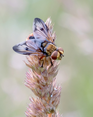 <i class='fa fa-user'></i>&nbsp;Johan van Gurp&nbsp;|  Ectophasia crassipennis&nbsp; <i class='fa fa-eye'>&nbsp;99</i> &nbsp;<i class='fa fa-thumbs-up'>&nbsp;7</i> &nbsp; <i class='fa fa-comment-o'>&nbsp;3</i>
