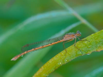 Voor de tweede keer naar dit prachtige gebied, nu wat vroeger in de ochtend. De eerste juffer die ik zag was deze. Hij zat wat onhandig, maar na wat missers lukte het toch om - uit de hand - een paar foto's te maken.