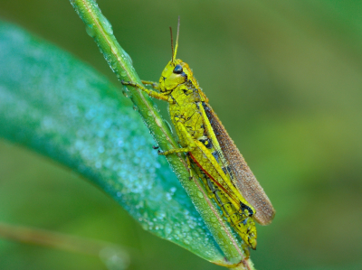 Op zoek naar libellen, trof ik als allereerste deze prachtige moerasprinkhaan aan in de begroeiing. Uit de hand gefotografeerd.