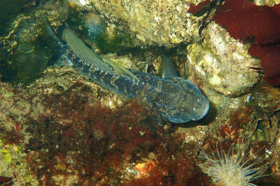 <i class='fa fa-user'></i>&nbsp;A. Soeting&nbsp;|  Zwarte Grondel&nbsp; <i class='fa fa-eye'>&nbsp;110</i> &nbsp;<i class='fa fa-thumbs-up'>&nbsp;2</i> &nbsp; <i class='fa fa-comment-o'>&nbsp;6</i>