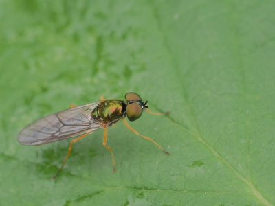 Ik vond deze vlieg in mijn tuin. Kennelijk worden ze niet veel gevonden, want dit is pas de tweede op NP.