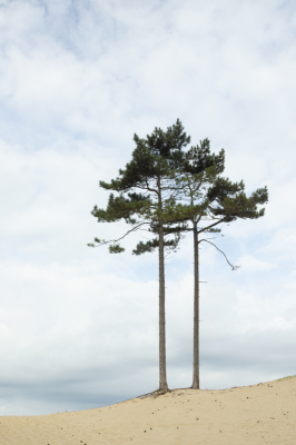 De dag dag voor dat ik deze foto maakte ging ik een stukje fietsen in het duin op zoek naar een wat moois en zag deze Den staan effe met de telefoon een kiekje gemaakt en de dag erna weer naar deze plek gefietst. Bewolkt met wat blauwe lucht er tussen windstil op statief met zelfontspanner