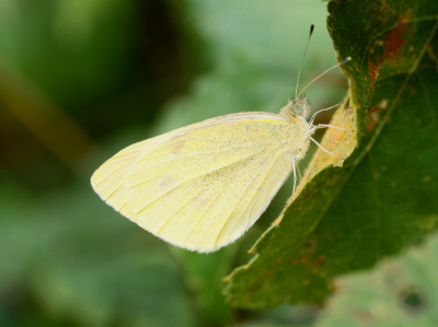 Na enkele keren te zijn weggevlogen bij benadering, bleef deze vlinder toen ik hem weer zag lang genoeg zitten om een foto van te maken.