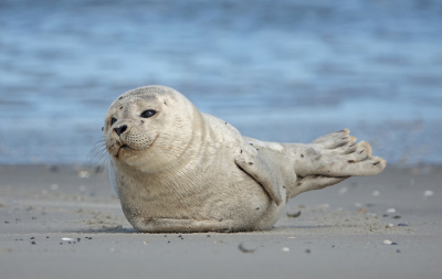 <i class='fa fa-user'></i>&nbsp;nelappelmelk&nbsp;|  Gewone Zeehond&nbsp; <i class='fa fa-eye'>&nbsp;136</i> &nbsp;<i class='fa fa-thumbs-up'>&nbsp;13</i> &nbsp; <i class='fa fa-comment-o'>&nbsp;9</i>