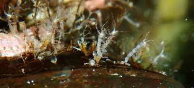 <i class='fa fa-user'></i>&nbsp;A. Soeting&nbsp;|  Caprella sp.&nbsp; <i class='fa fa-eye'>&nbsp;69</i> &nbsp;<i class='fa fa-thumbs-up'>&nbsp;2</i> &nbsp; <i class='fa fa-comment-o'>&nbsp;4</i>
