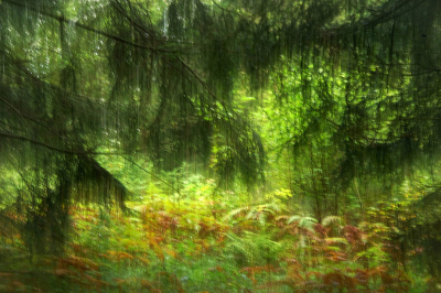 <i class='fa fa-user'></i>&nbsp;Nel R&nbsp;|  Open plek in het bos&nbsp; <i class='fa fa-eye'>&nbsp;123</i> &nbsp;<i class='fa fa-thumbs-up'>&nbsp;5</i> &nbsp; <i class='fa fa-comment-o'>&nbsp;6</i>