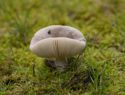 <i class='fa fa-user'></i>&nbsp;susan meijnders&nbsp;|  Russula sp.&nbsp; <i class='fa fa-eye'>&nbsp;60</i> &nbsp; <i class='fa fa-comment-o'>&nbsp;7</i>