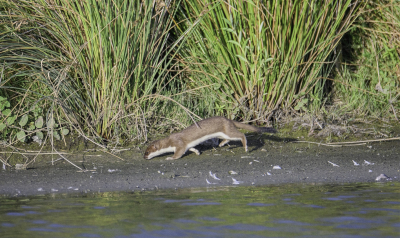 Terwijl twee vogelaars bezig waren met het fotograferen van Steltkluten in de plas, besloot ik een eindje verderop langs het riet te gaan staan. Plotseling schoot er een Hermelijn voorbij en vervolgens nog een keer. Helaas ging het mij te snel om er een foto van te maken. Maar ik had het geluk dat hij zich nog een derde keer liet zien en ditmaal wat rustiger, waardoor ik er enkele foto's van kon nemen. Vind het een bijzonderheid en nooit eerder gezien dat een Hermelijn zich zo goed liet zien! Meestal zie je ze alleen als ze over het fietspad, voetpad of een brug voorbij snellen.