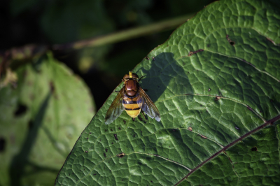 Tijdens een wandeling door het Nessebos in Rotterdam, kwam ik deze stadsreus tegen. Veelal vliegend, totdat deze op de rand van een blad bleef zitten. Door deze Stadsreus letterlijk van boven te fotograferen, kun je met diepte spelen. Je ziet als het ware hoe klein de "wereld" voor deze stadsreus is, ook al is ie een van de grootste onder de zweefvliegen. Door hem bij de rand van het blad te fotograferen, kijk je als het ware 'mee' met deze stadsreus over de rand van het blad de diepte in.