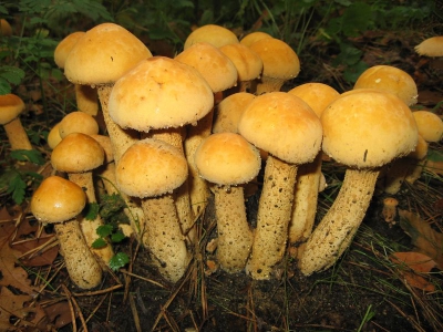 Jonge paddestoelen