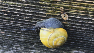 <i class='fa fa-user'></i>&nbsp;Gerard Visser&nbsp;|  Zwartgerande Tuinslak&nbsp; <i class='fa fa-eye'>&nbsp;78</i> &nbsp;<i class='fa fa-thumbs-up'>&nbsp;1</i> &nbsp; <i class='fa fa-comment-o'>&nbsp;13</i>