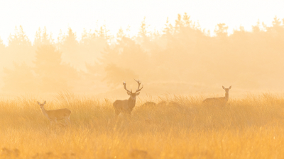 De sfeer in het veld was gisteren adembenemend! De zon kwam boven de boomtoppen uit na een regenachtige nacht, het pijpenstrootje glinsterde rondom mij heen en dit bronstroedel was een absolute bonus in het tegenlicht!