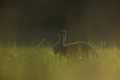 In de laatste stralen van het avondzonnetje kwam ik deze haas tegen die zich veilig achte in het lange gras, met een beetje gedult gewacht tot die iets omhoog kwam.