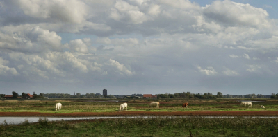 <i class='fa fa-user'></i>&nbsp;Nel R&nbsp;|  Zicht op Zierikzee&nbsp; <i class='fa fa-eye'>&nbsp;87</i> &nbsp;<i class='fa fa-thumbs-up'>&nbsp;6</i> &nbsp; <i class='fa fa-comment-o'>&nbsp;11</i>