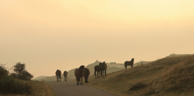 <i class='fa fa-user'></i>&nbsp;Tineke Strijbosch&nbsp;|  Wilde paarden in het Noordhollands Duinreservaat&nbsp; <i class='fa fa-eye'>&nbsp;79</i> &nbsp;<i class='fa fa-thumbs-up'>&nbsp;2</i> &nbsp; <i class='fa fa-comment-o'>&nbsp;5</i>