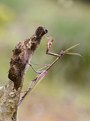 <i class='fa fa-user'></i>&nbsp;Mignon-Creative&nbsp;|  Empusa pennata&nbsp; <i class='fa fa-eye'>&nbsp;96</i> &nbsp;<i class='fa fa-thumbs-up'>&nbsp;9</i> &nbsp; <i class='fa fa-comment-o'>&nbsp;7</i>