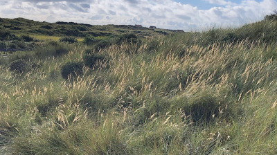 <i class='fa fa-user'></i>&nbsp;Gerard Visser&nbsp;|  Terschellinger duinen, met Duinriet&nbsp; <i class='fa fa-eye'>&nbsp;96</i> &nbsp;<i class='fa fa-thumbs-up'>&nbsp;2</i> &nbsp; <i class='fa fa-comment-o'>&nbsp;10</i>