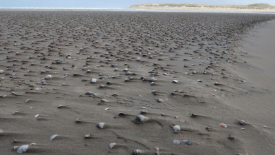 <i class='fa fa-user'></i>&nbsp;rixte&nbsp;|  Schelpen op het strand&nbsp; <i class='fa fa-eye'>&nbsp;78</i> &nbsp;<i class='fa fa-thumbs-up'>&nbsp;1</i> &nbsp; <i class='fa fa-comment-o'>&nbsp;5</i>
