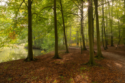 Een zonnig begin van de middag was bijna mijn fotowandeling door het Elswout ik beschouw het als mijn achtertuin omdat ik in de buurt woon op loop afstand. Toen zag ik deze mooie lichtval. Uiteraard op statief gemaakt en windstil.