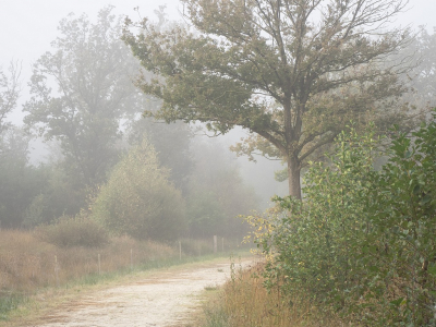 <i class='fa fa-user'></i>&nbsp;Tim Oord&nbsp;|  Paadje in de mist&nbsp; <i class='fa fa-eye'>&nbsp;60</i> &nbsp; <i class='fa fa-comment-o'>&nbsp;1</i>