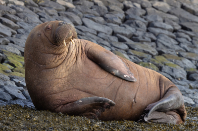 <i class='fa fa-user'></i>&nbsp;Arie Ouwerkerk&nbsp;|  Walrus&nbsp; <i class='fa fa-eye'>&nbsp;203</i> &nbsp;<i class='fa fa-thumbs-up'>&nbsp;4</i> &nbsp; <i class='fa fa-comment-o'>&nbsp;7</i>
