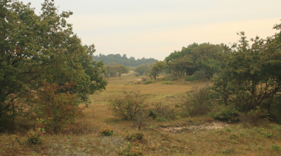 <i class='fa fa-user'></i>&nbsp;Tineke Strijbosch&nbsp;|  Noordhollands Duinreservaat&nbsp; <i class='fa fa-eye'>&nbsp;94</i> &nbsp;<i class='fa fa-thumbs-up'>&nbsp;1</i> &nbsp; <i class='fa fa-comment-o'>&nbsp;9</i>