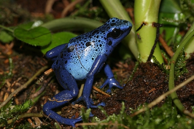 Voorlopig maar even in een tijdelijk album. Vandaag was ik in de Leidse Hortus en toen deden de leden van de Delft Blue Azureus even de schuifruitjes voor mij opzij. Met dank aan Theo Verleun die ik het plaatje al stuurde!! 

Canon 10D, EF 100 macro USM, inwendige flits..1/200 sec, diafragma 13.