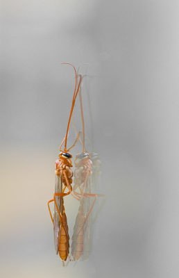 <i class='fa fa-user'></i>&nbsp;Truus Aletta Maan&nbsp;|  Gewone Sluipwesp&nbsp; <i class='fa fa-eye'>&nbsp;64</i> &nbsp;<i class='fa fa-thumbs-up'>&nbsp;2</i> &nbsp; <i class='fa fa-comment-o'>&nbsp;5</i>