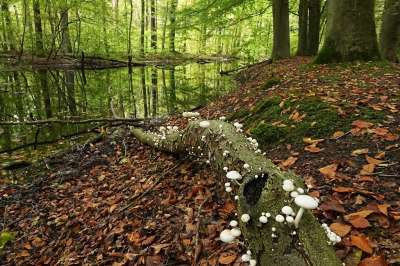 <i class='fa fa-user'></i>&nbsp;nelappelmelk&nbsp;|  Landschap met porseleinzwammen&nbsp; <i class='fa fa-eye'>&nbsp;129</i> &nbsp;<i class='fa fa-thumbs-up'>&nbsp;7</i> &nbsp; <i class='fa fa-comment-o'>&nbsp;9</i>